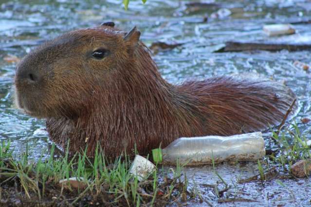 Bichos &quot;nadam&quot; no lixo no Lago do Amor, apesar de limpeza quinzenal