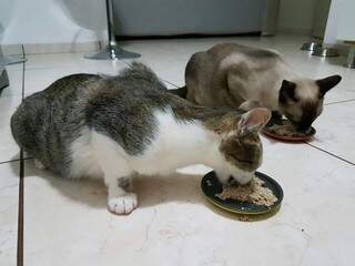 Galerinha felina devorando um pratão de comida saudável. (Foto: Divulgação)