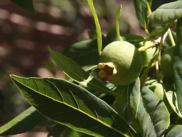 &Eacute; tempo de guavira, fruta s&iacute;mbolo de MS que &eacute; rica em vitamina C