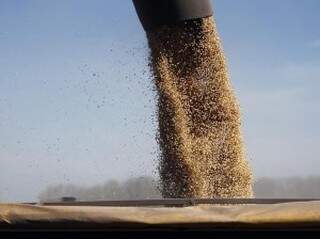 Previsão é que produção de soja no país atingirá  um recorde de 99,7 milhões de toneladas (Foto: Divulgação/ Aprosoja-MS)