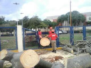 Bombeiros retiram árvore que interditou a Avenida Fernando Corrêa da Costa (Foto: Pedro Peralta)