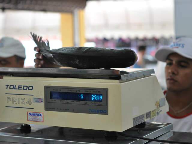  Procon aponta diferen&ccedil;a de 300% no pre&ccedil;o do peixe em Dourados