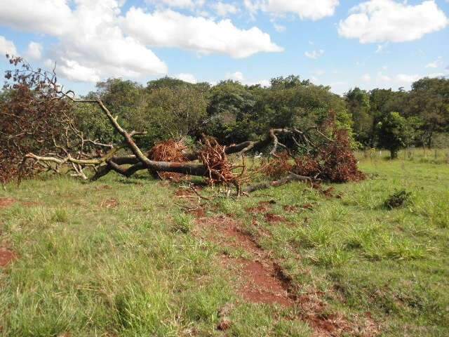 Fazendeiro &eacute; multado em R$ 24,9 mil por derrubar &aacute;rvores para explorar madeira