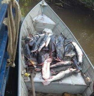Barco lotado de peixes que também circula nos grupos de Whatsapp.. (Foto: Reprodução)