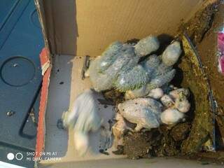 Parte dos filhotes encontrados armazenados em pequenas caixas de papelão, sem alimento e ventilação (Foto: Divulgação/PMA)