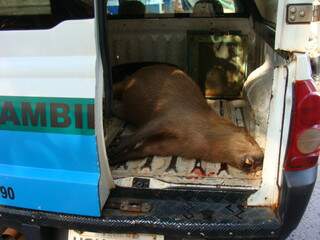  Pol&iacute;cia recolhe capivara morta atropelada na avenida Via Parque  