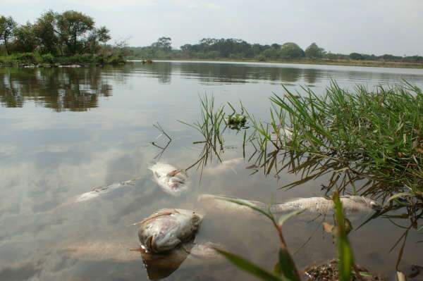  &Aacute;gua contaminada mata peixes em lago de parque em Dourados
