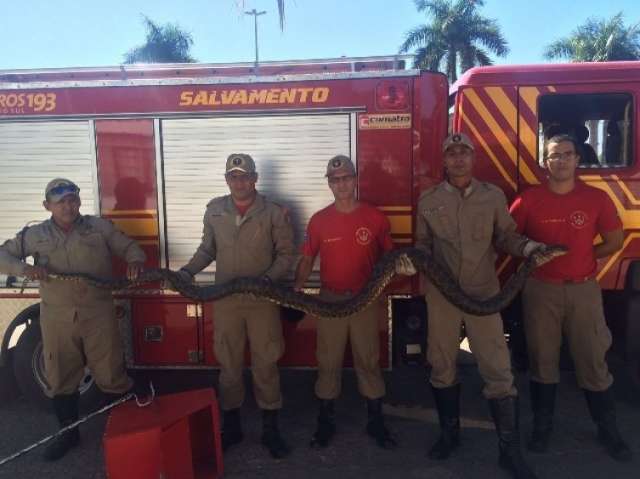 Sucuri de 5 metros &eacute; capturada enquanto crian&ccedil;as apedrejavam animal