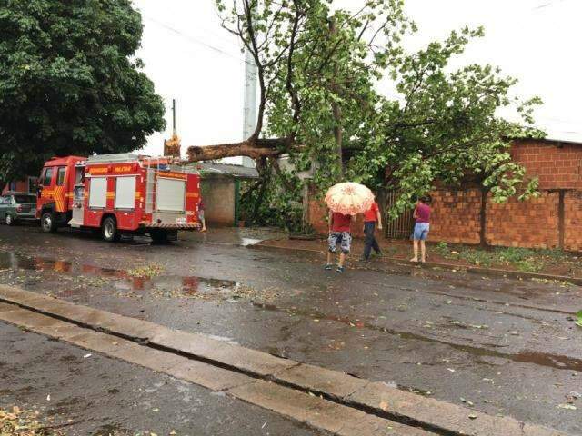 Com vento de mais de 50 km, temporal derruba pelo menos cinco &aacute;rvores 
