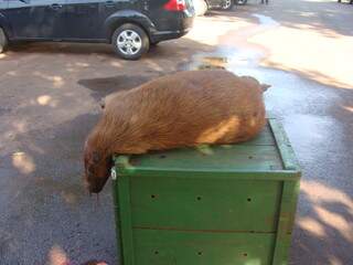  Bombeiros encontram capivara atropelada perto do Lago do Amor