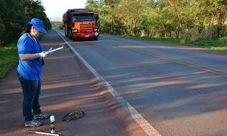 Equipe percorre rodovia uma vez por semana para catalogar registros de atropelamento e recolher animais mortos. (Foto: Divulgação/ITTI)