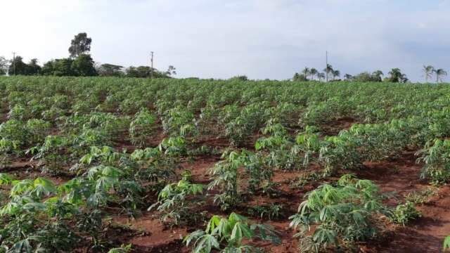 Campo Grande &eacute; a maior consumidora de mandioca do Pa&iacute;s