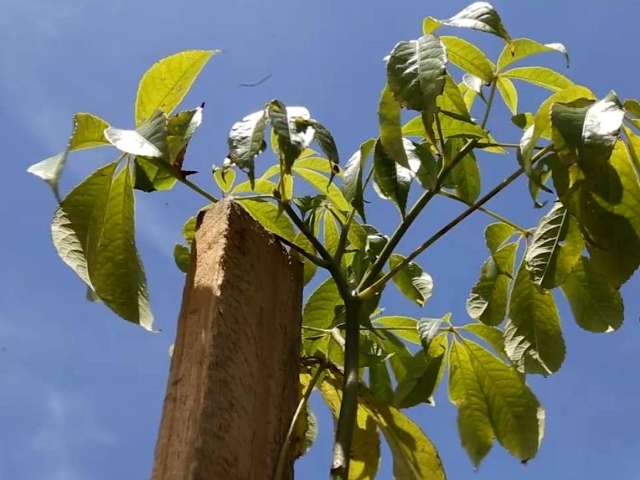 Prefeitura refor&ccedil;a arboriza&ccedil;&atilde;o da cidade com plantio de 3 mil mudas