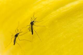 Mosquito modificado geneticamente é arma biológica contra doenças. (Foto: Oxitec)
