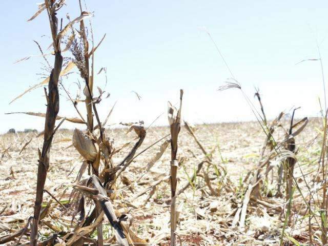 Plantio come&ccedil;a dia 15 e &aacute;rea ocupada com soja ser&aacute; maior em MS
