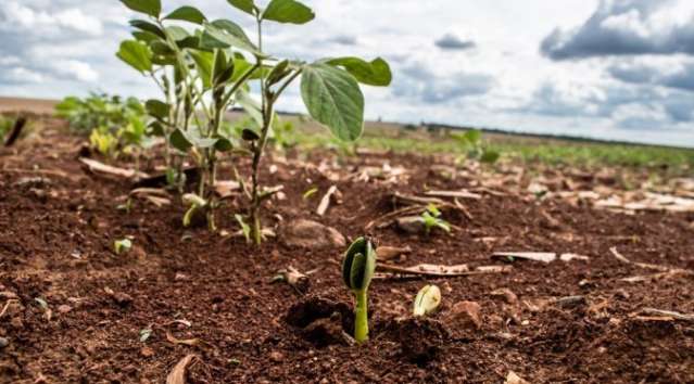 Mais de 86% da &aacute;rea prevista para plantio de soja est&aacute; cadastrada em MS