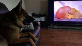 O que os cães enxergam quando olham a televisão?