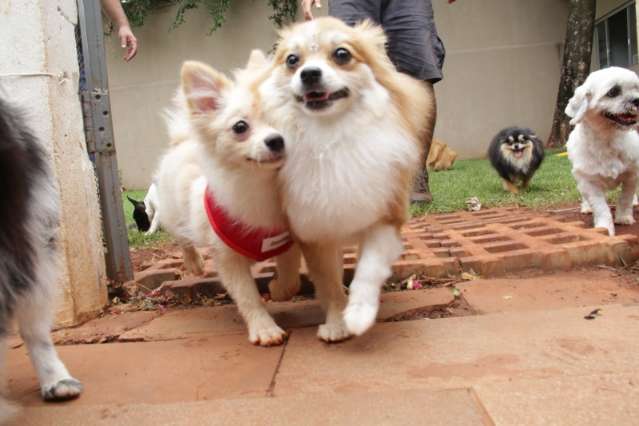 Por WhatsApp, donos promovem encontro para tirar d&uacute;vidas sobre c&atilde;es