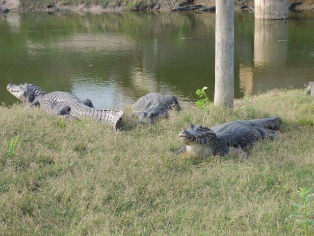 Turismo de MS fatura mais do que o MT com a Copa do Mundo em Cuiab&aacute;