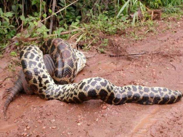 Cineasta filma sucuri engolindo tatu-galinha no Pantanal