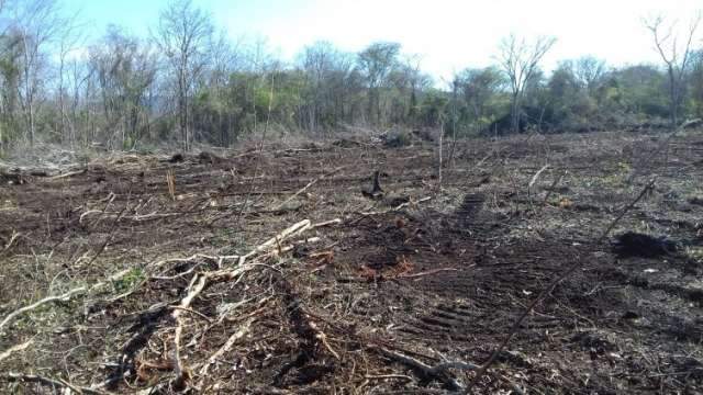 L&iacute;der de ranking, Corumb&aacute; tem  1,7 mil hectares desmatados em 6 meses