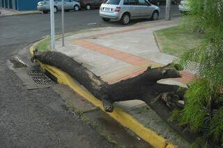 Tronco de árvore deixado na calçada impede acesso dem deficientes em cadeira de rodas. (Foto: Repórter News)