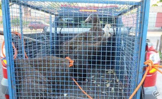 Tamandu&aacute;-bandeira passeia por avenida e &eacute; capturado pelos Bombeiros