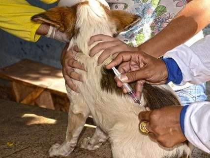 Campanha de vacinação contra raiva pretende imunizar 20 mil animais