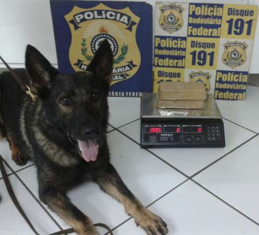 Com ajuda de c&atilde;o vindo dos Estados Unidos, PRF apreende quase 2 kg de crack