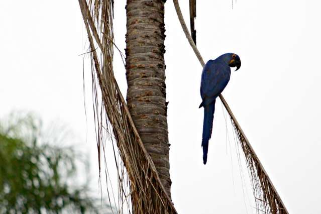 Plano prev&ecirc; a&ccedil;&otilde;es para evitar extin&ccedil;&atilde;o de aves do Cerrado e Pantanal