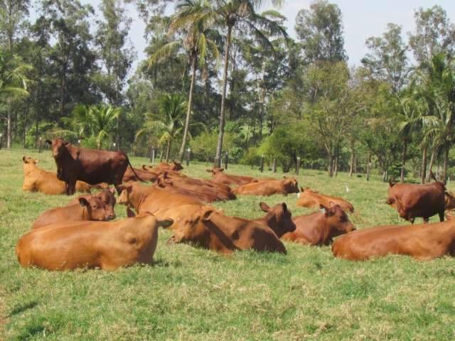 Leil&atilde;o vai ofertar 245 animais da ra&ccedil;a taurina Senepol, que est&aacute; em ascens&atilde;o