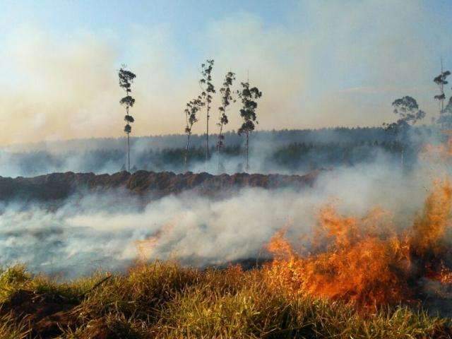 Inc&ecirc;ndio destr&oacute;i 50 hectares de fazenda ap&oacute;s colheita do milho
