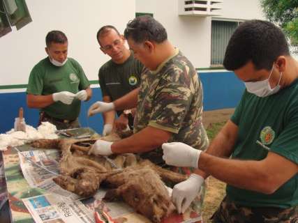 Polícia Ambiental confecciona 100 animais silvestres em curso de taxidermia