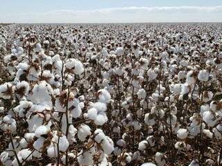 Safra de algodão deve aumentar graças à área plantada maior; produtividade recuou. (Foto: Arquivo)