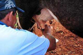 Com manejo adequado, pequenos produtores de Mato Grosso do Sul conseguiram aumentar em mais de 100% a geração de leite (Foto: Divulgação/Famasul)