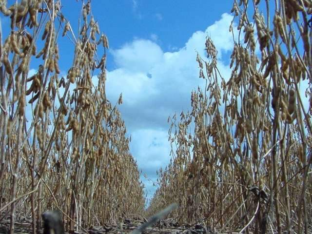 Chuva anima produtores e nova safra de soja deve ter aumento de at&eacute; 10%