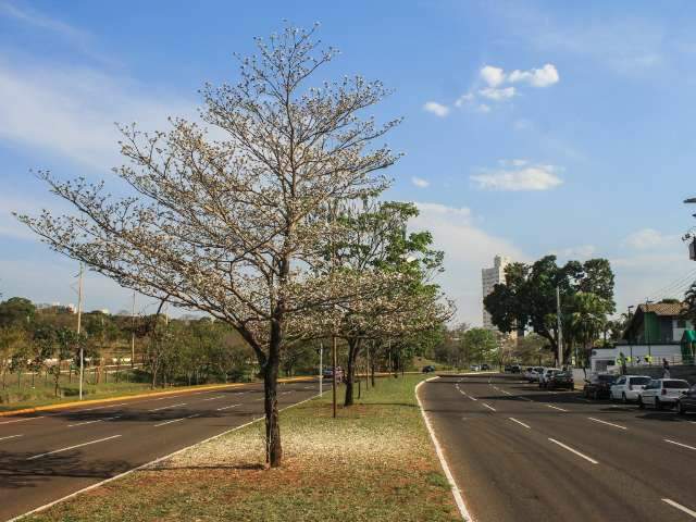 Apesar da seca, caminhada no parque tem como atra&ccedil;&atilde;o extra os ip&ecirc;s brancos