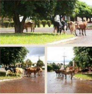 Soltos, vacas e cavalos causam transtornos e acidentes no tr&acirc;nsito