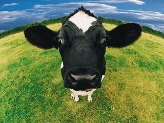 MIS exibe documentário &quot;A conspiração da vaca: O Segredo da Sustentabilidade&quot;