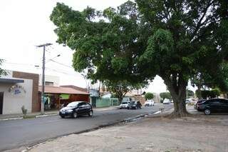 A árvore fica na calçada em frente ao restaurante de Paulo (Foto: Cleber Gellio)