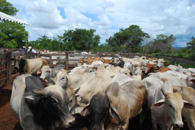  Portaria da Iagro restrige tr&acirc;nsito de animais na fronteira e suspende feiras