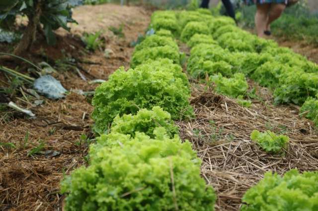 Projeto Agricultura Urbana pretende criar 120 hortas comunit&aacute;rias at&eacute; 2020