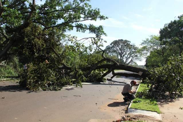 Queda de &aacute;rvores durante ventania interditou ruas, mas n&atilde;o causou estragos