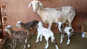  Em F&aacute;tima do Sul, ovelha pare quatro filhotes de uma s&oacute; vez, cena incomum  