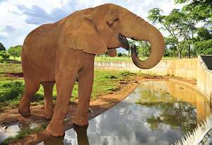  Animais do Le Cirque apreendidos em MS podem ser devolvidos a donos