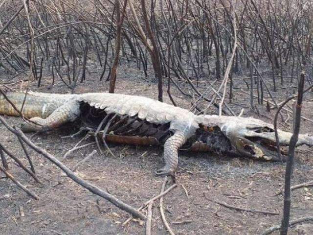 Fogo apavora e bichos disparam em fuga desesperada pela sobreviv&ecirc;ncia