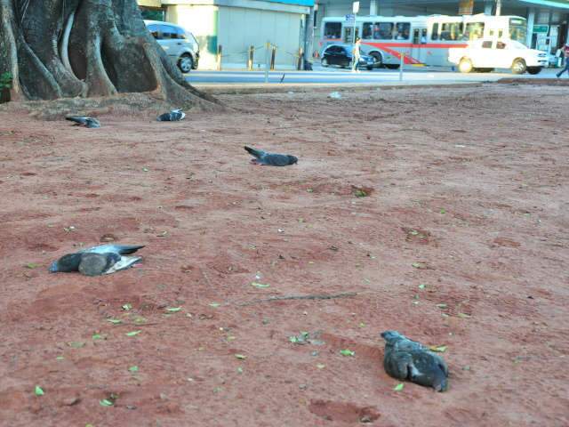  Pombos mortos em canteiro chamam a aten&ccedil;&atilde;o no centro da Capital