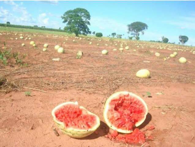  Chuva intensa arrasa produ&ccedil;&atilde;o de melancia e ab&oacute;bora do Cone Sul de MS