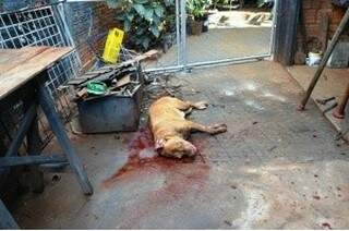 Populares mataram pitbull a facadas na tentativa de salvar a cadela.
