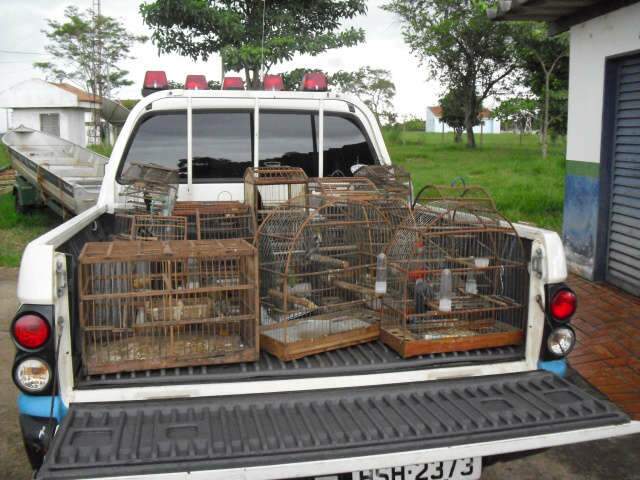  PMA autua homem que criava 16 aves silvestres sem autoriza&ccedil;&atilde;o em Bataguassu